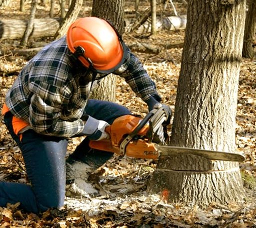 Tree Removal in Lefors, TX